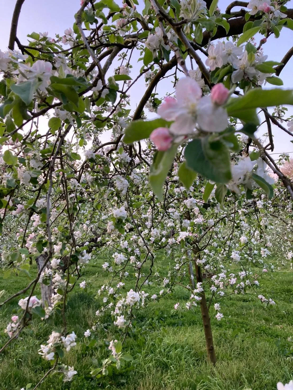 【モニター募集】春のリンゴ園でアウトドア満喫ツアー開催