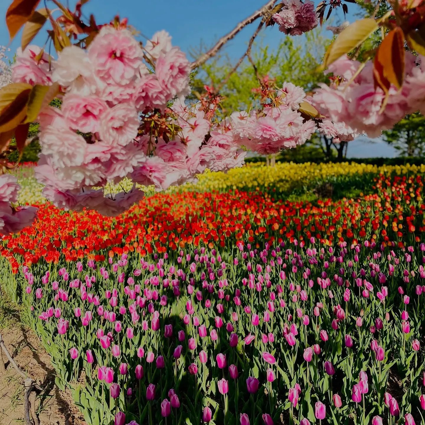 【ご報告と感謝の気持ち】