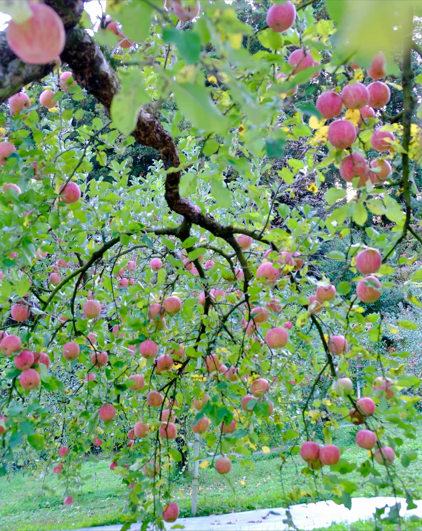 りんご園は、散歩するだけでも凄い楽しい場所です。