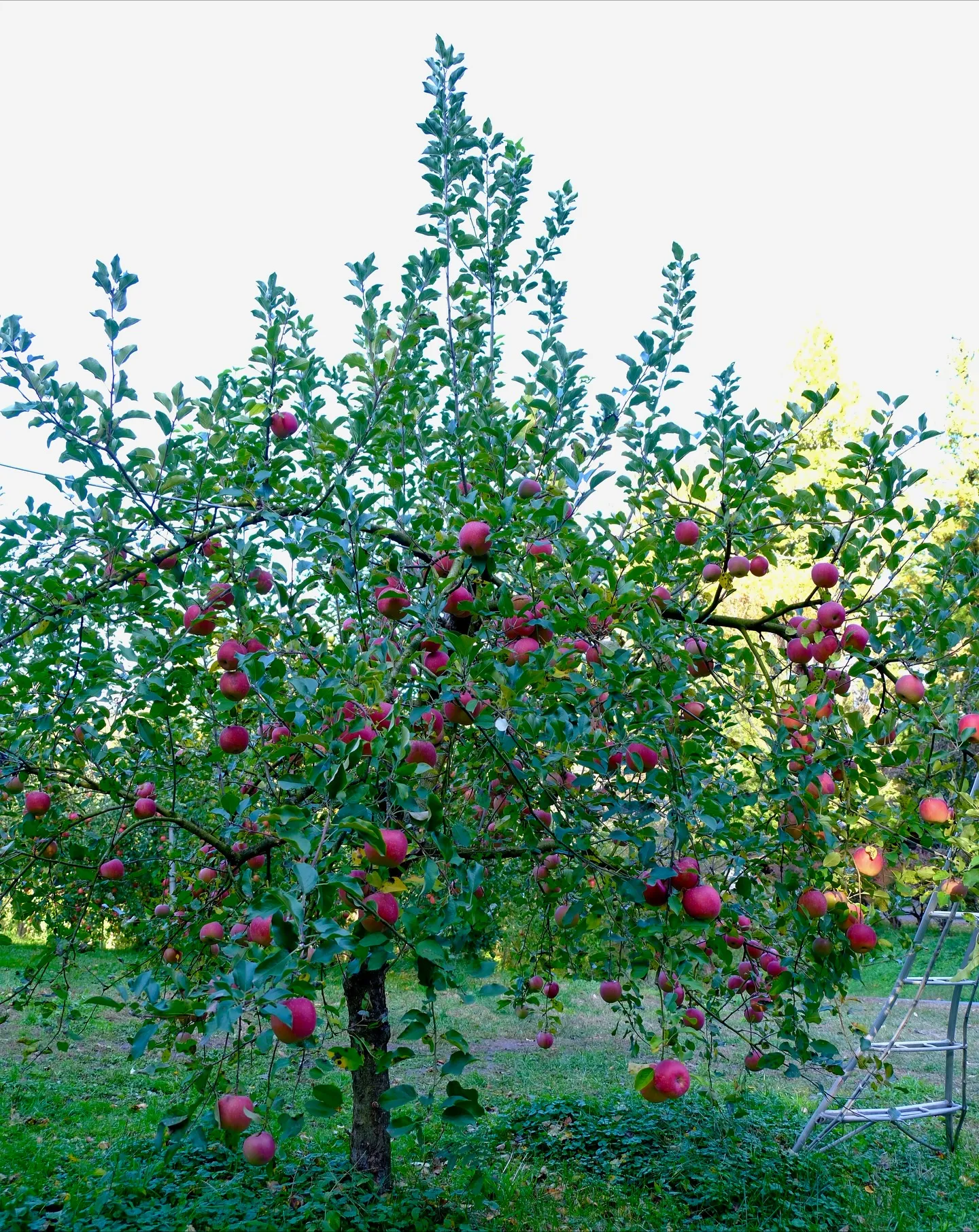 りんご園は、散歩するだけでも凄い楽しい場所です。