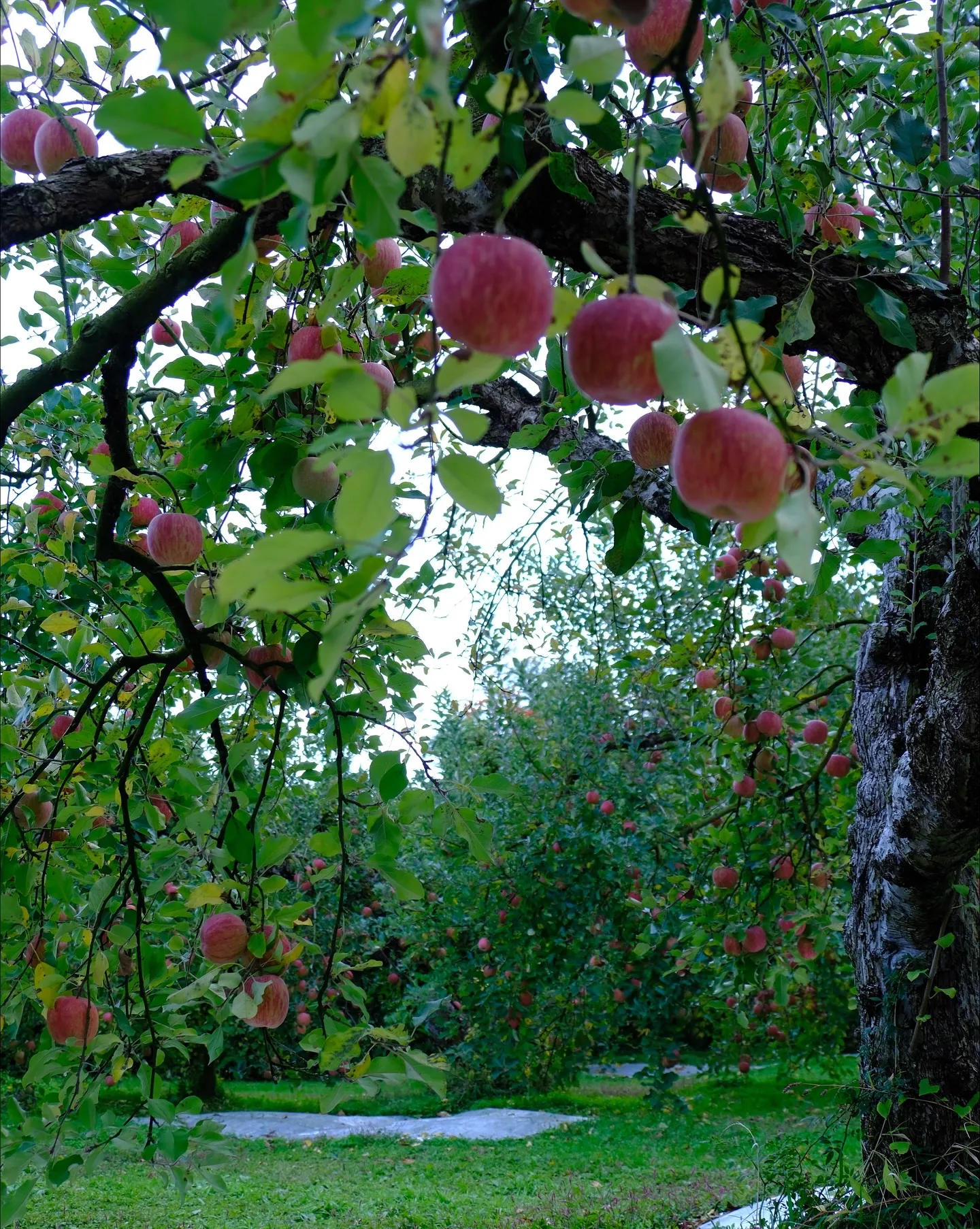 りんご園は、散歩するだけでも凄い楽しい場所です。