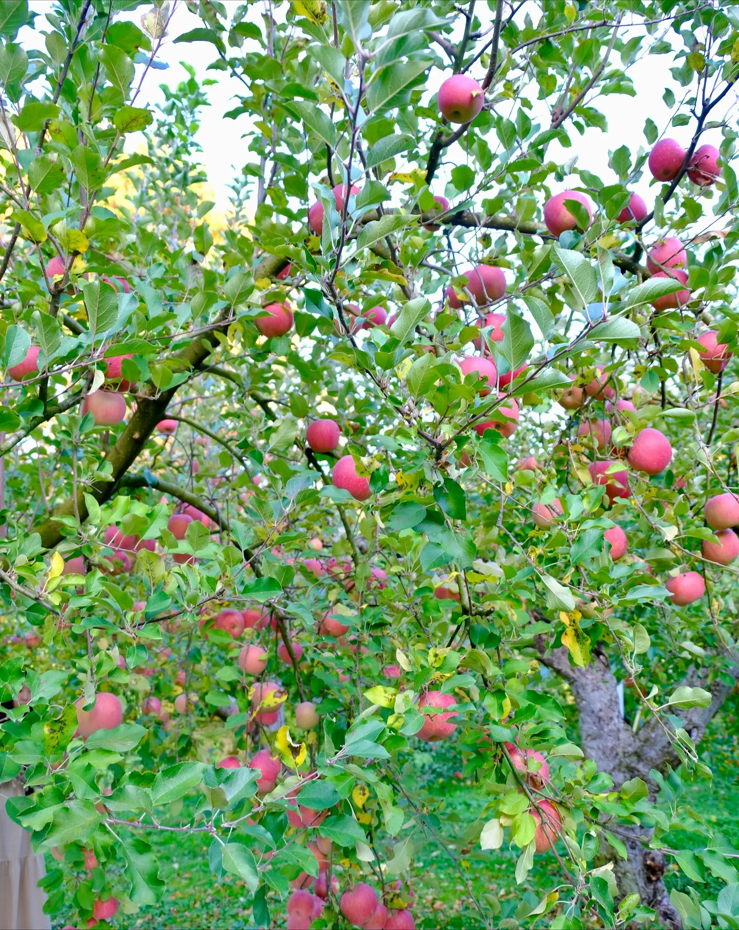 りんご園は、散歩するだけでも凄い楽しい場所です。