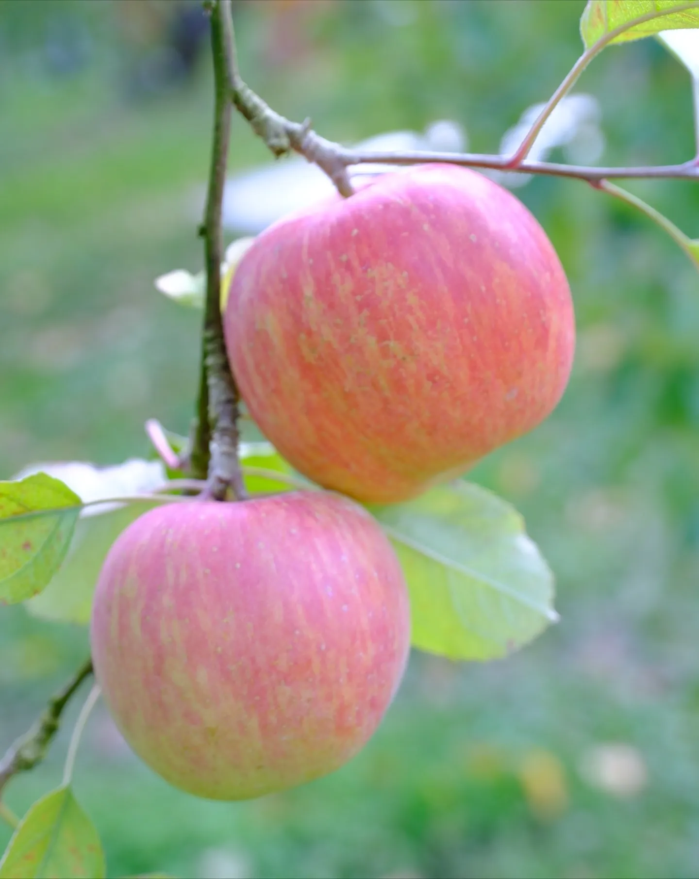 りんご園は、散歩するだけでも凄い楽しい場所です。