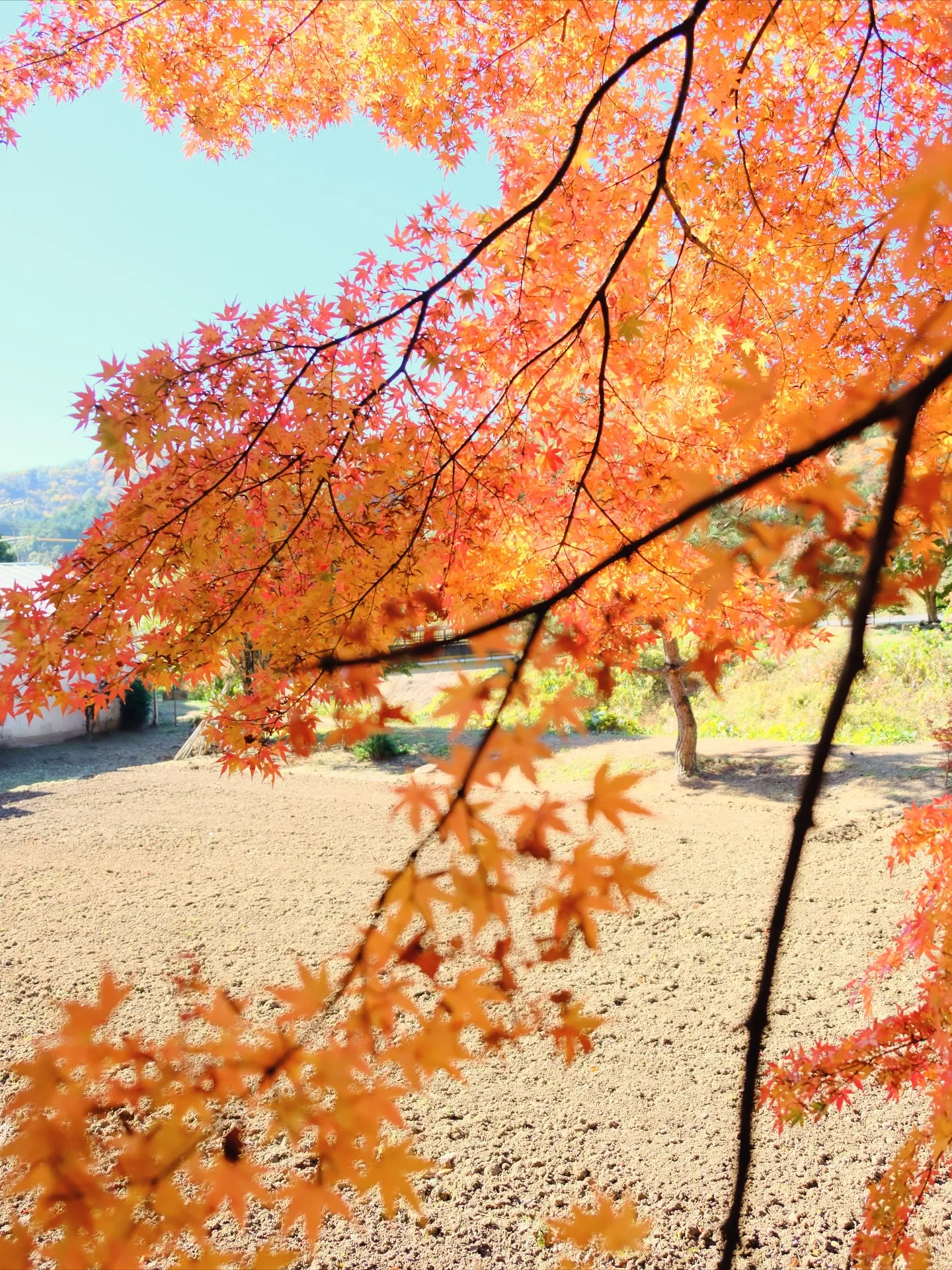 茨城県　大子町の紅葉　Fujiショット