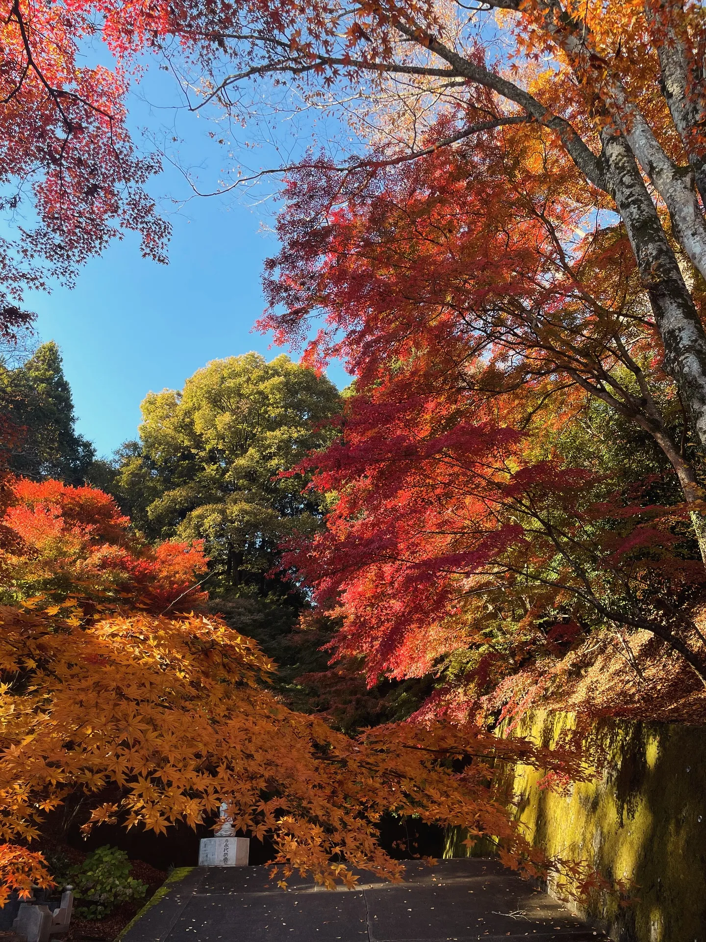茨城県　大子町の紅葉　Fujiショット