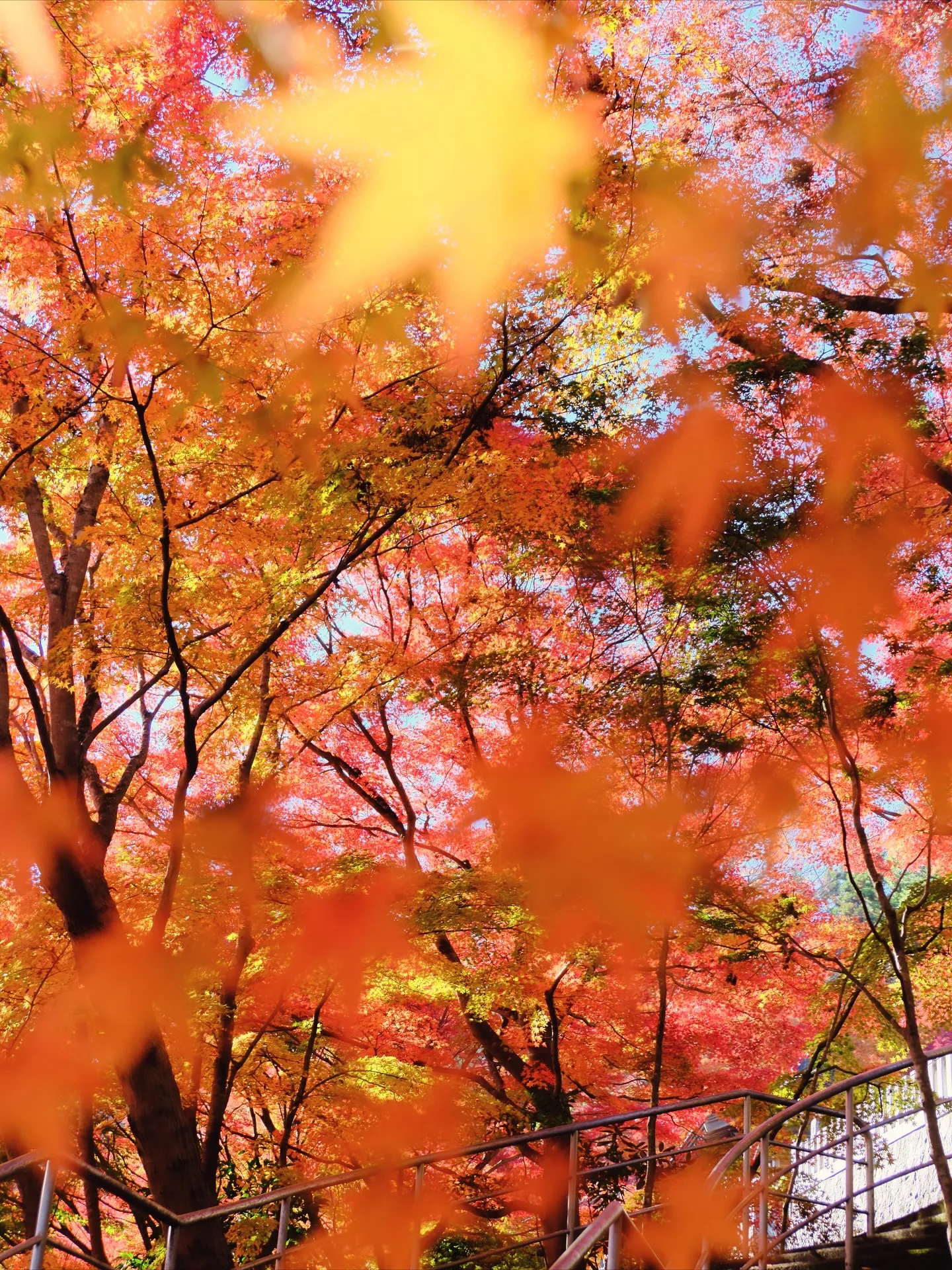 茨城県　大子町の紅葉　Fujiショット