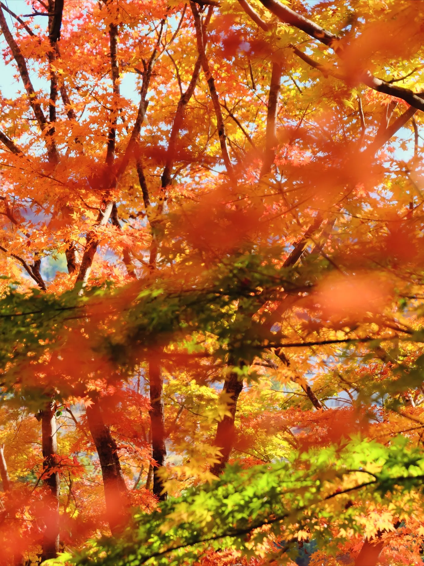 茨城県　大子町の紅葉　Fujiショット