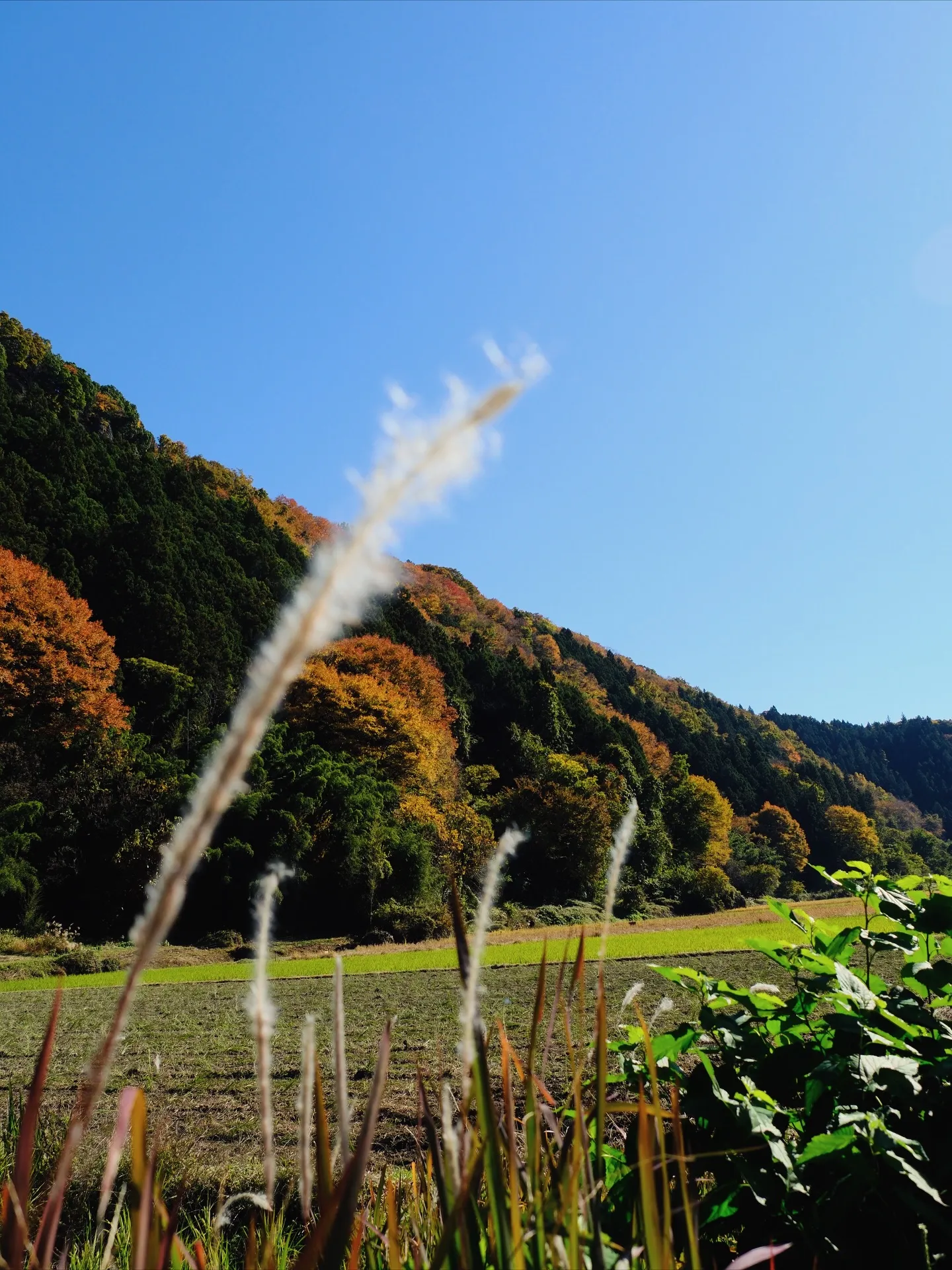 茨城県　大子町の紅葉　Fujiショット