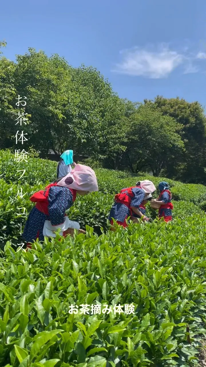 奥久慈茶の体験フルコース❶